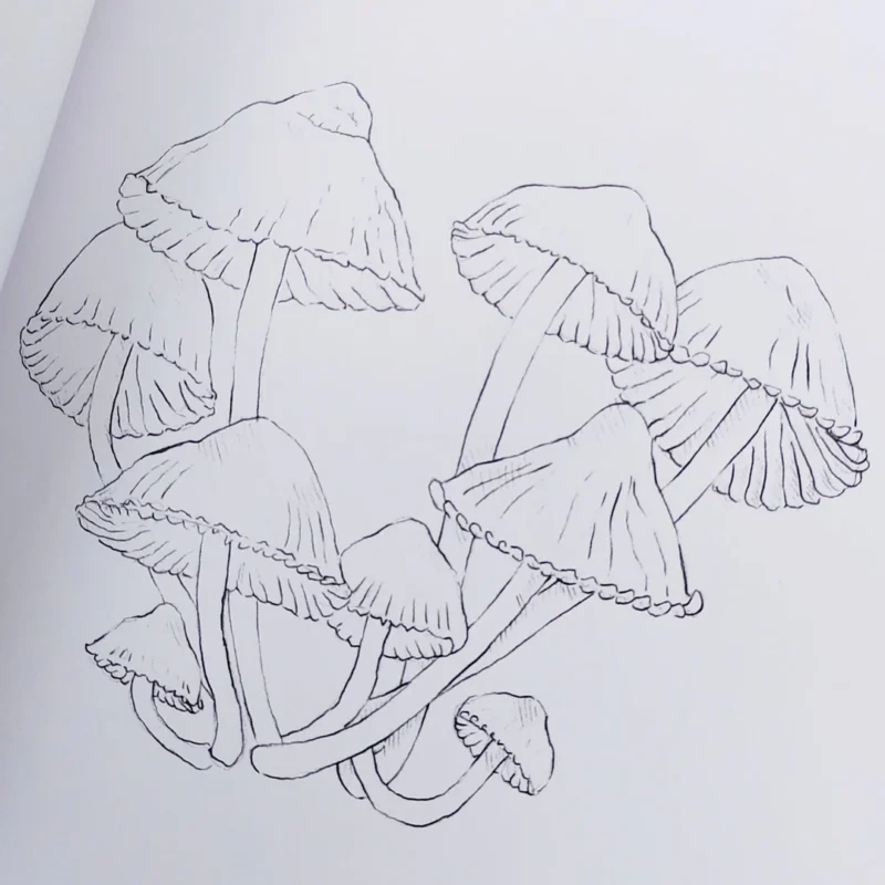 Funga Chilena para Pintar - Imagen 2